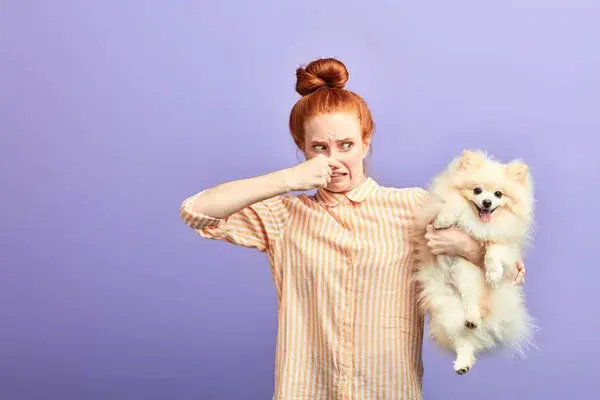 ¿Cómo quitarle el mal olor a mi perro? Mantenlo radiante Dueña sosteniendo lejos a su mascota porque huele mal preguntándose cómo quitarle el mal olor a mi perro