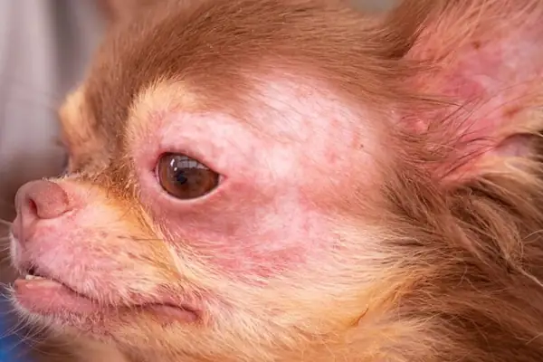 Chihuahua con dermatitis atópica en perros