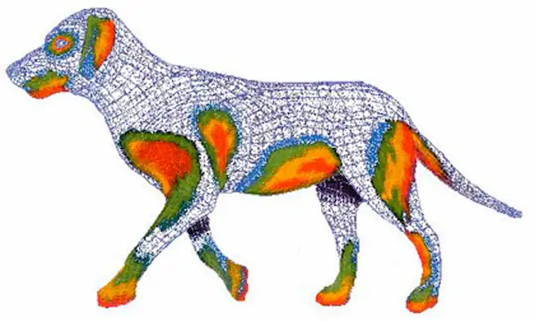 Gráfico de un perro en donde se señala con mapas de calor las zonas más afectadas por la dermatitis atópica en perros