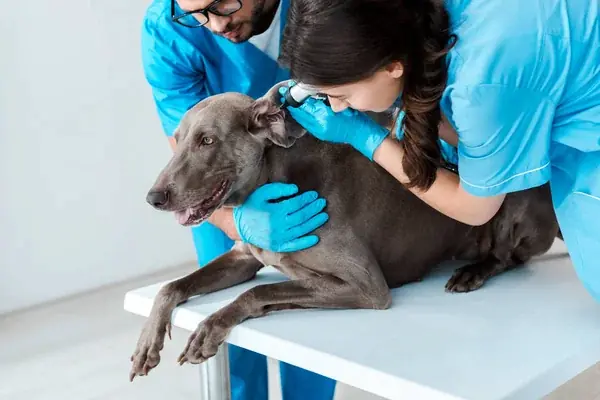 Perro en el veterinario recibiendo el tratamiento para la dermatitis atópica para perros