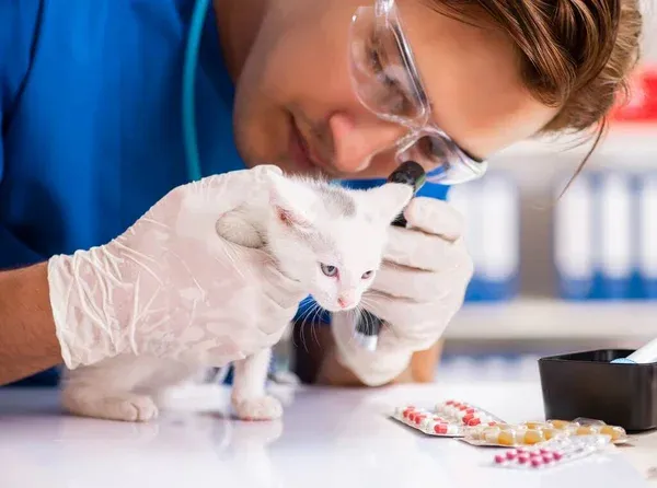 Gatito bebé en el veterinario porque está sufriendo alguna de las enfermedades en gatos