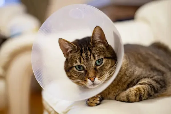 Enfermedades en gatos conoce los síntomas y cómo cuidar a tu michi
