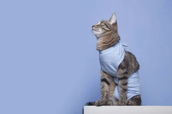 Esterilización en gatos El paso clave para una vida sana y feliz