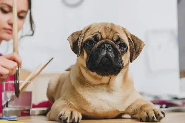 Perro Pug acostado de panza