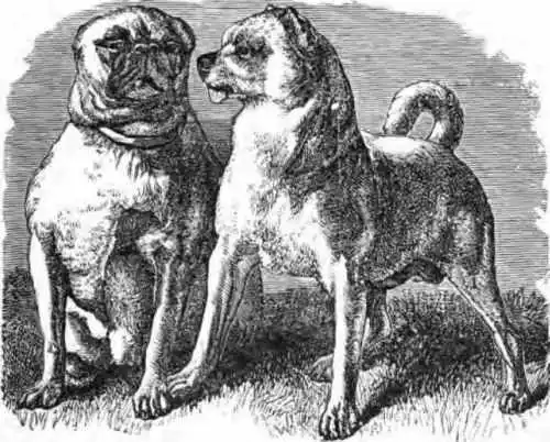 Imagen del perro Pug de cómo era antes