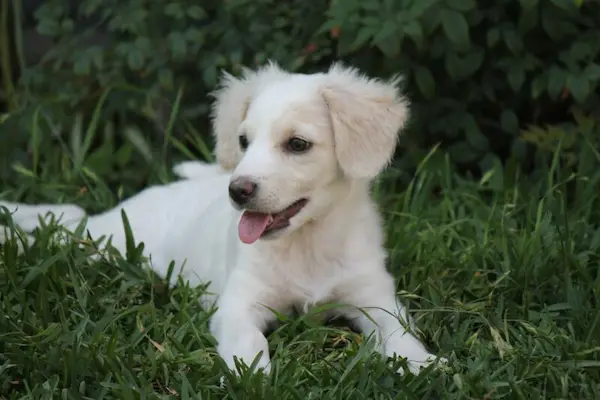 Pastor Chiribaya La nueva raza de perro peruano que enorgullece a la nación