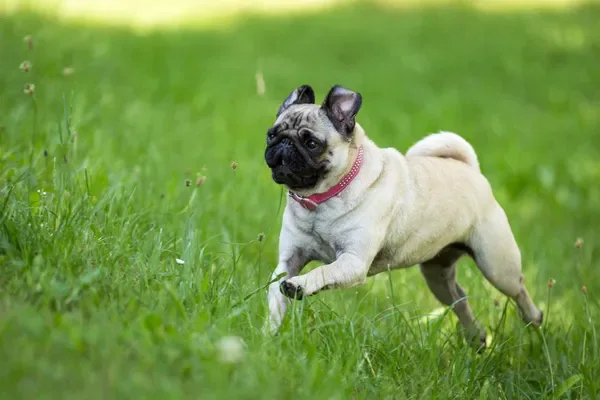 Perro Pug Guía completa para cuidar a esta tierna raza