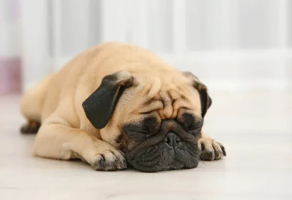 Perro Pug decaído porque se siente mal