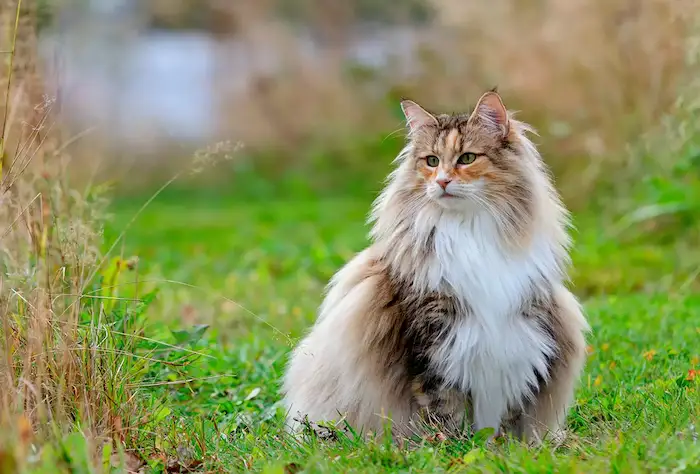Top 10 razas de gatos más grandes