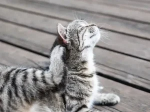 Gatito rascándose la cabellera debido a no haber utilizado antiparasitarios para gatos
