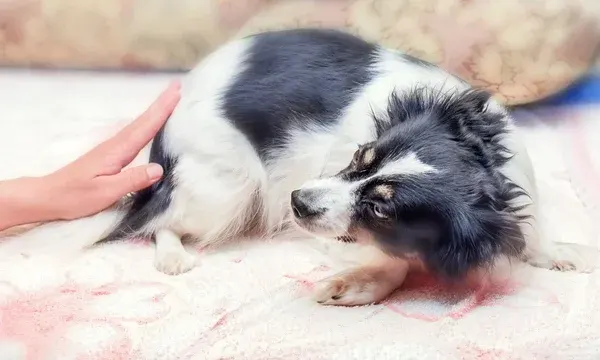 Ansiedad en perros cómo reconocerla y ayudar a tu mejor amigo a sentirse mejor