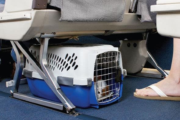 Viajar en avión con perros desde Perú: requisitos reales, consejos clave y dudas frecuentes Mascota en transportador de viaje