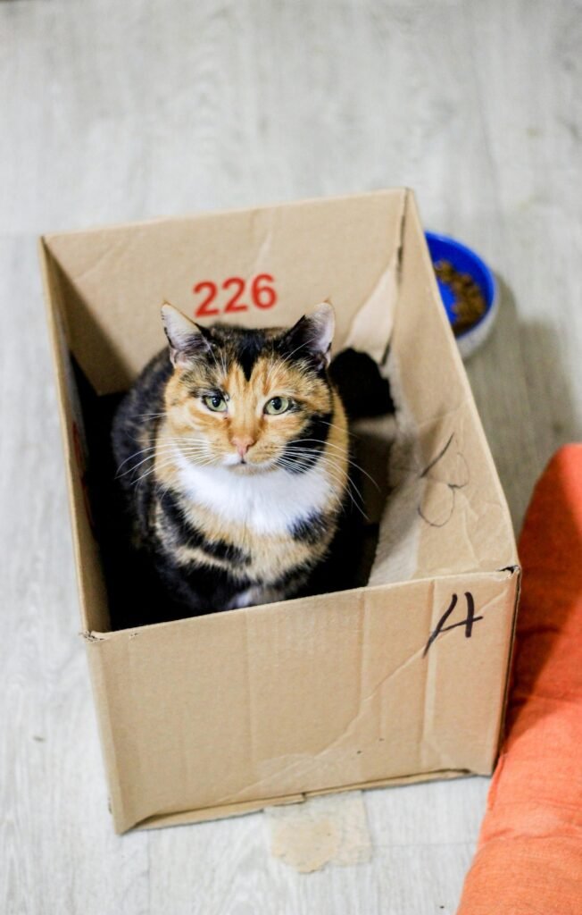 Gato Saludable