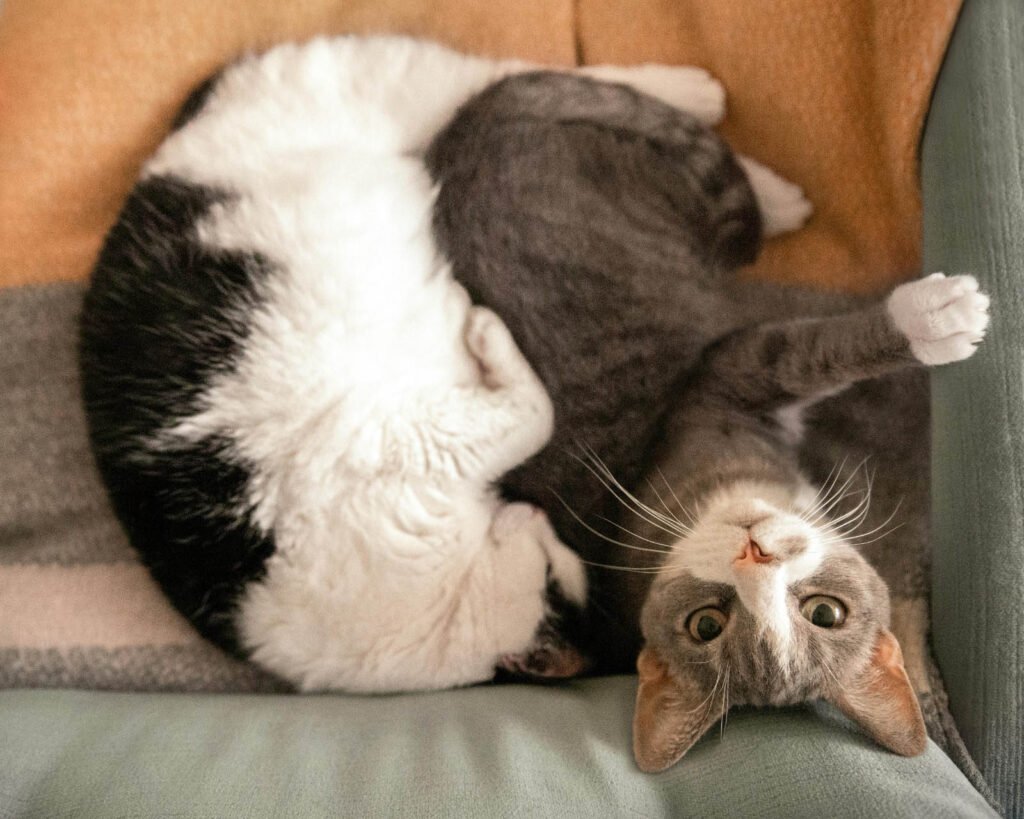 Gato3.jpg
