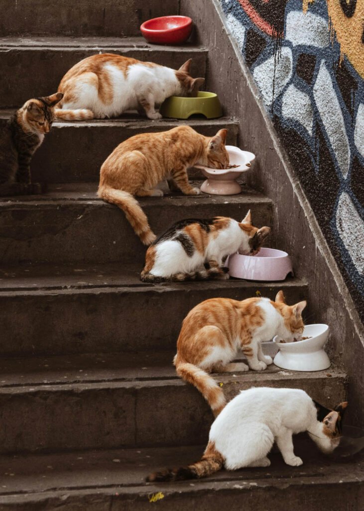 ¿Qué necesita un gato realmente?
