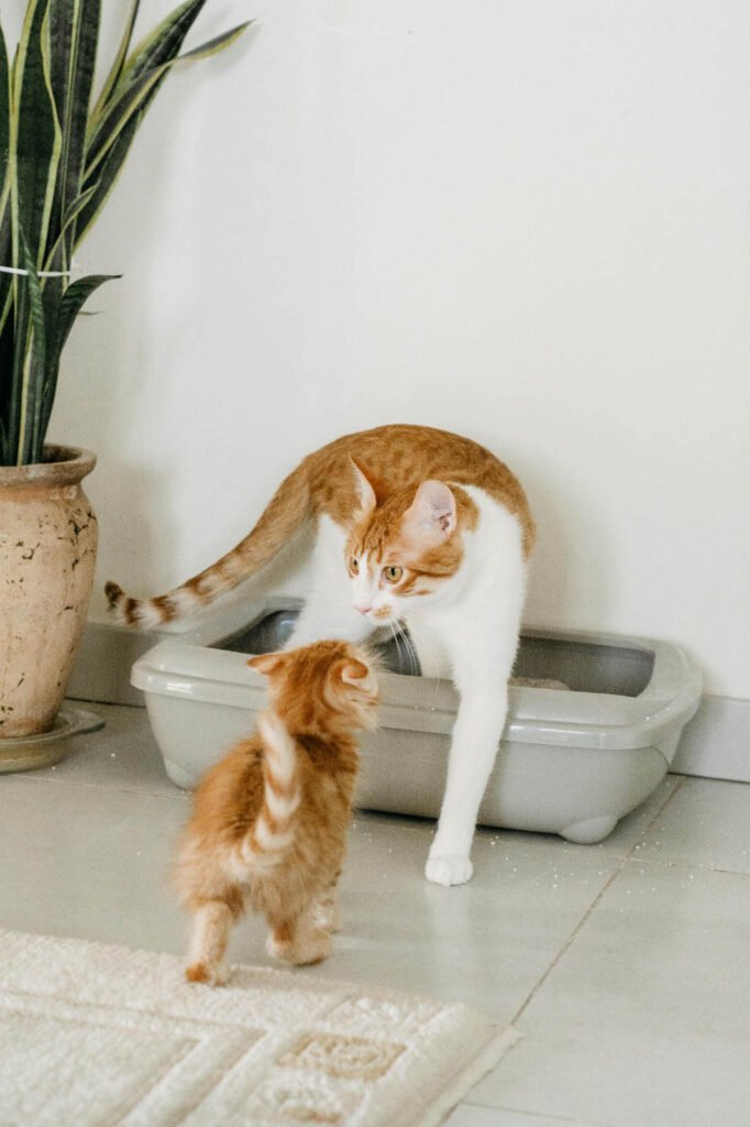Arenero para gatos