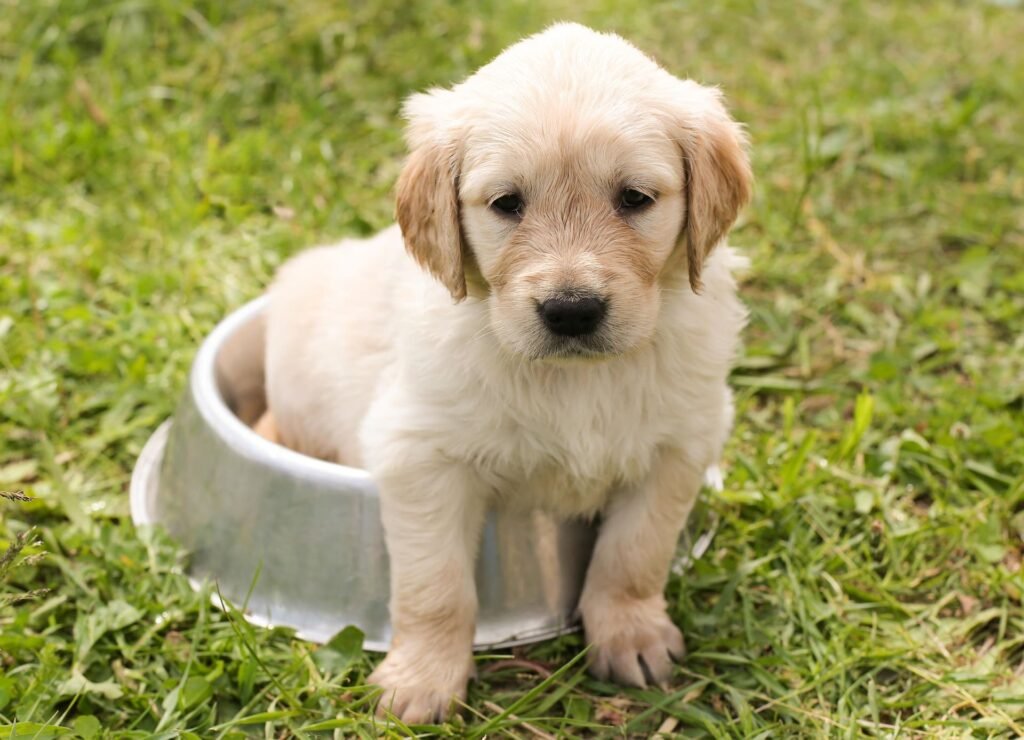 Guía completa de alimentación para perros en Perú (2026): todo lo que necesitas saber Cachorro alimentacion sana