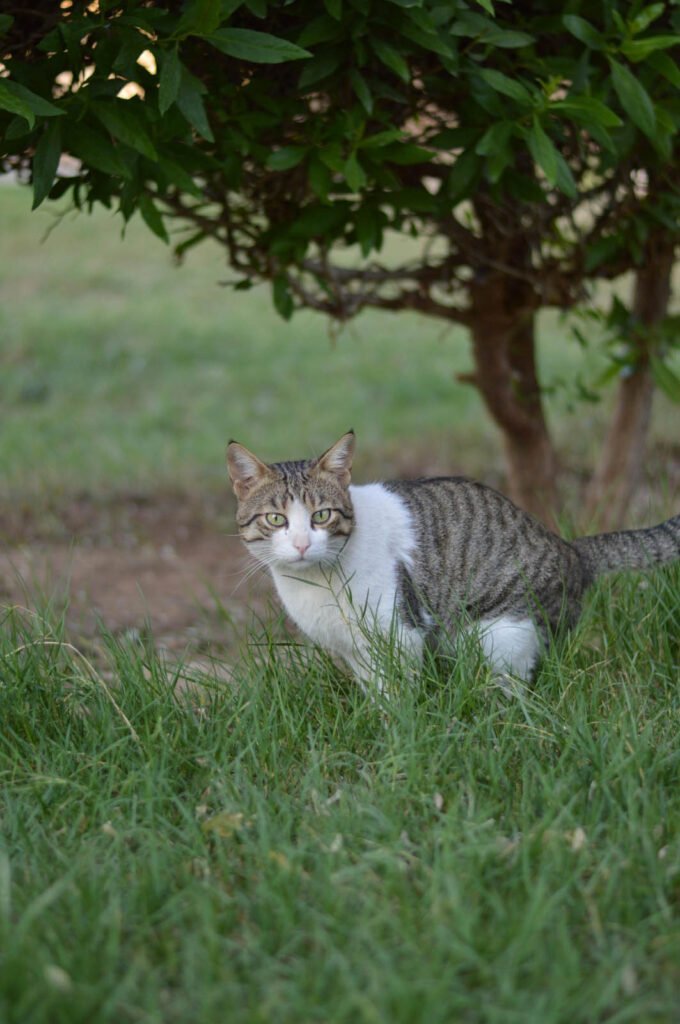 Gato haciendo necesidades