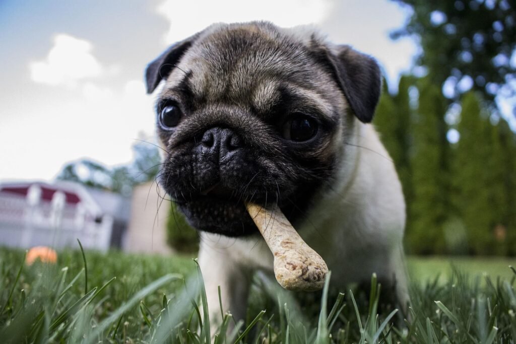 Guía completa de alimentación para perros en Perú (2026): todo lo que necesitas saber Perrito Sano