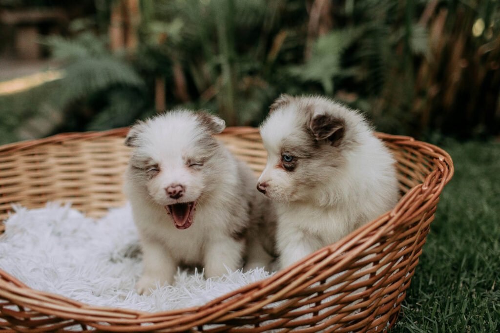 Cómo alimentar a un cachorro: cuánto darle de comer según su edad y peso en Perú (2026) cachorros felices