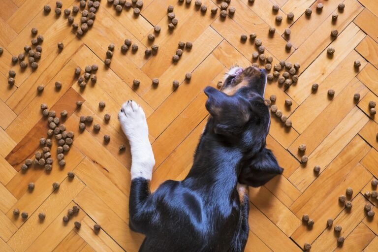 alimento seco para perrito