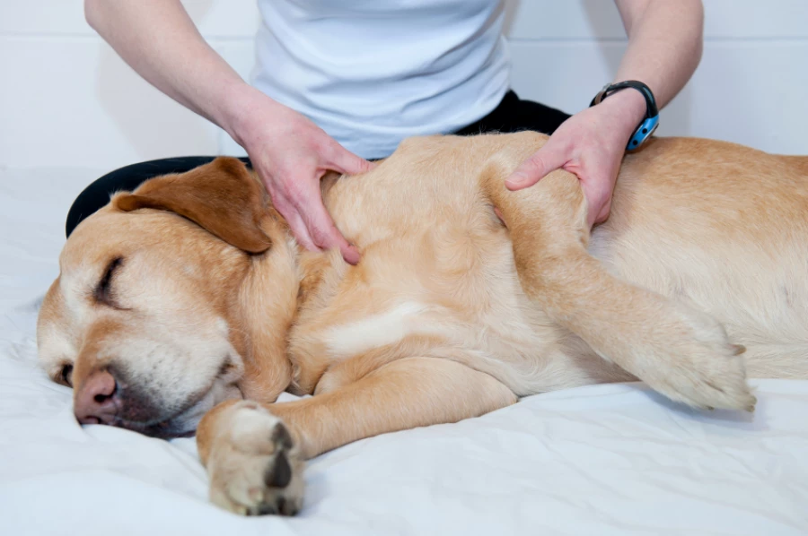 Osteoartritis en perros: síntomas, causas y todo lo que puedes hacer para ayudarlo Perrito con Osteoartritis