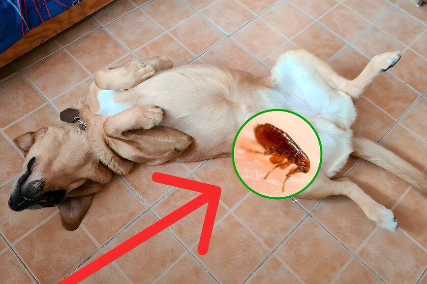 Pulgas, garrapatas y parásitos en perros y gatos: cómo proteger a tu mascota de verdad (2026) Pulgas en perritos