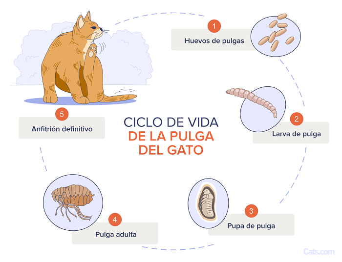 Pulgas, garrapatas y parásitos en perros y gatos: cómo proteger a tu mascota de verdad (2026) Ciclo de vida de parásitos en gatos