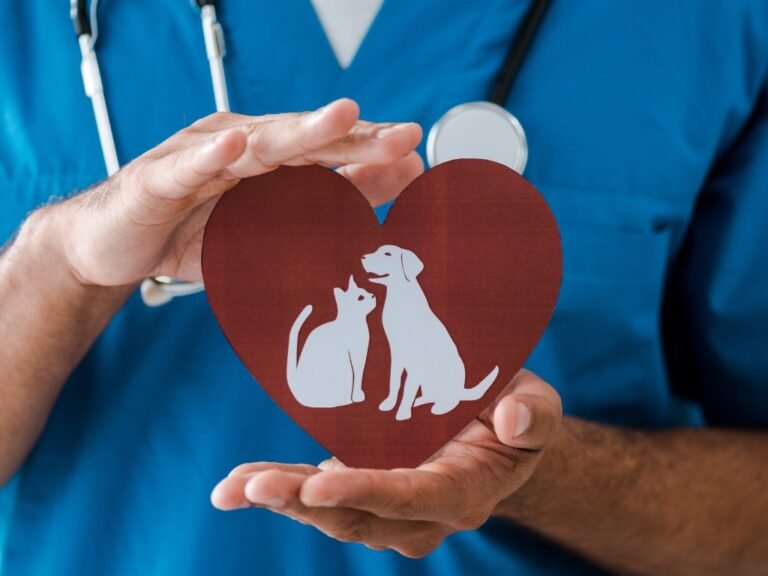 Blog de mascotas Enfermedades cardiacas en mascotas