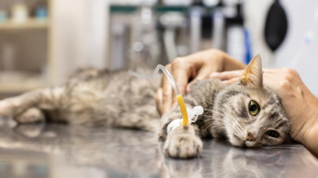 Problemas hepáticos en gatitos