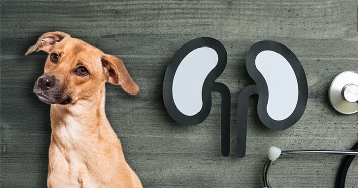 Blog de mascotas enfermedades-renales-en-perros-768x374