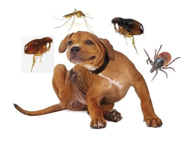 Blog de mascotas Parásitos en Perros