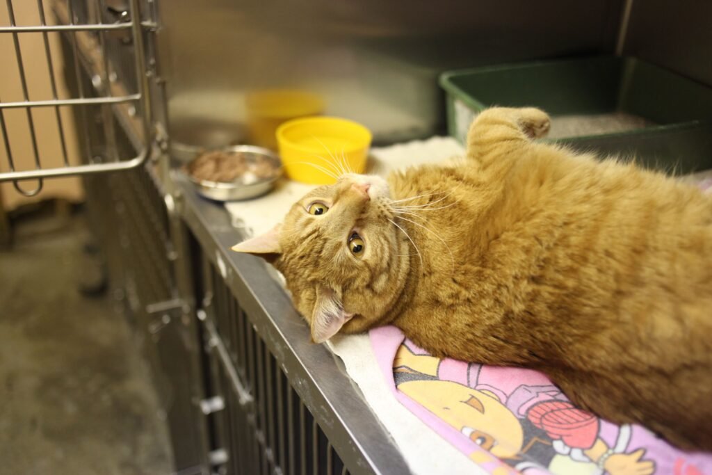 Enfermedades más comunes en perros y gatos: guía completa de salud veterinaria (2026) Enfermedades hepáticas en gatos