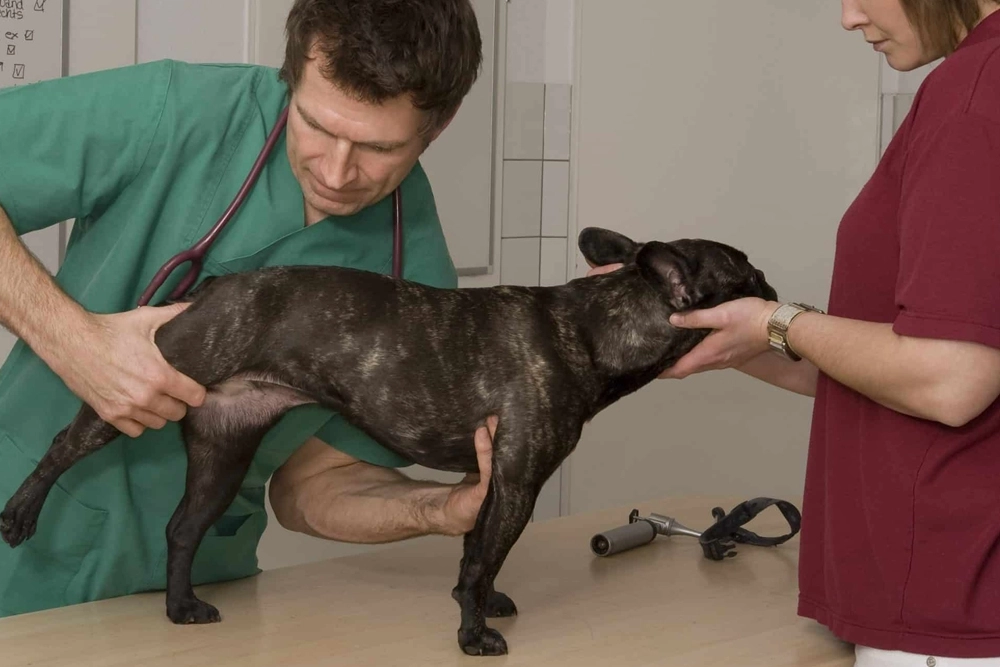 Osteoartritis en perros: síntomas, causas y todo lo que puedes hacer para ayudarlo Tratamieneto para Osteoartritis en perros