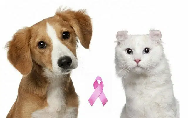 Blog de mascotas Mascotas Cáncer