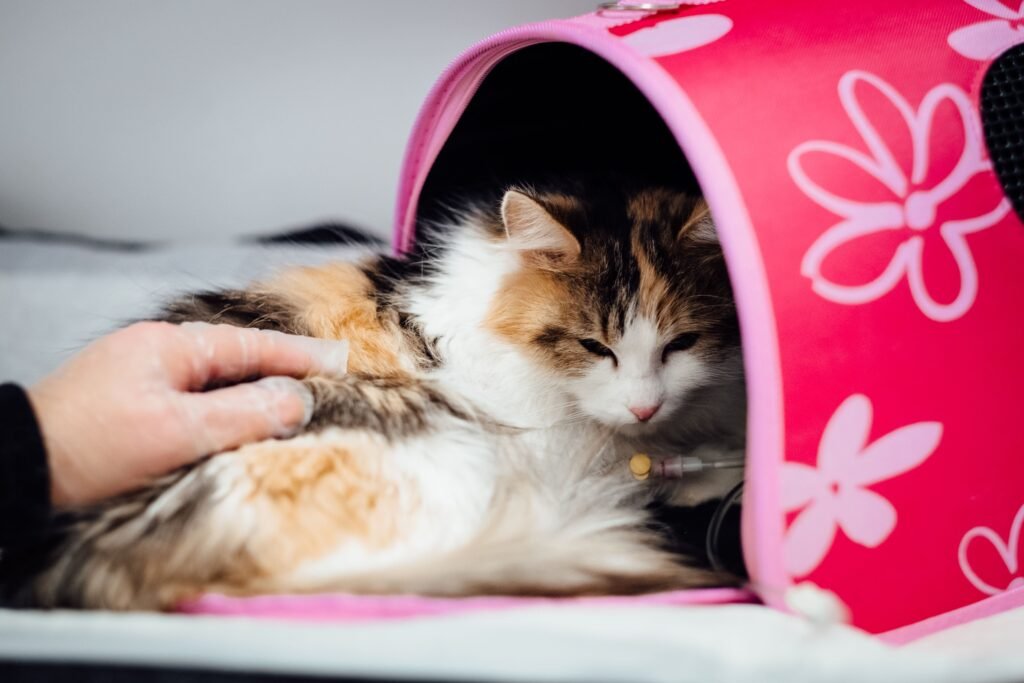 Problemas gastrointestinales en perros y gatos: síntomas, causas y tratamiento Gatito enfermo