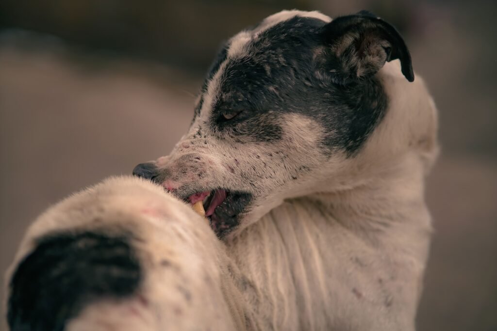 Dermatitis atópica en perros: síntomas, causas y los mejores tratamientos disponibles (2026) Perrito con dermatitis atópica