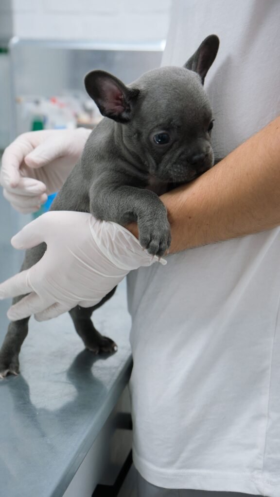 Enfermedad renal crónica en perros y gatos: síntomas, causas y cómo tratarla Perrito con problemas renales