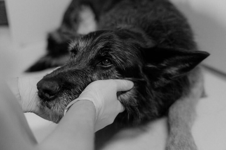 Blog de mascotas enfermedad renal cronica perros gatos sintomas tratamiento Azodyl Epakitin 2026