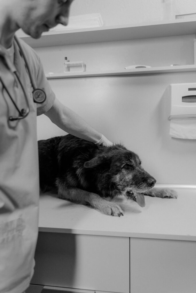 Problemas gastrointestinales en perros y gatos: síntomas, causas y tratamiento Perrito Enfermo