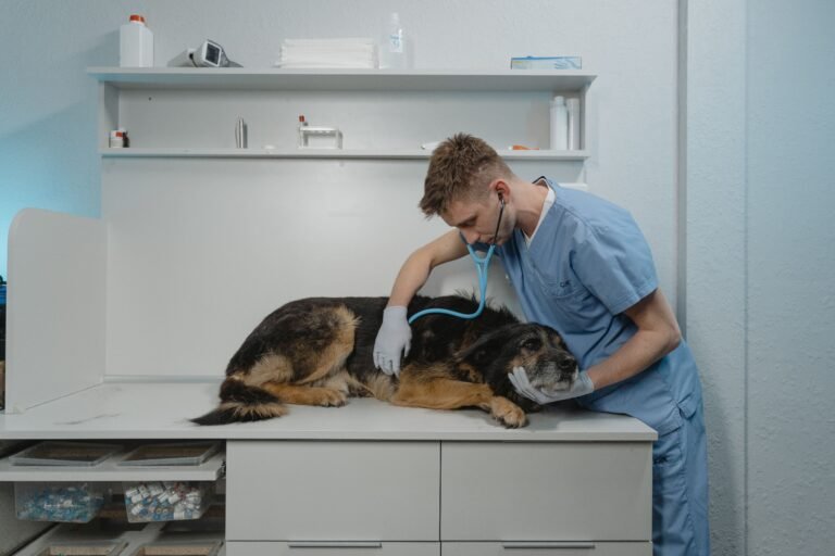 Blog de mascotas problemas gastrointestinales perros gatos vomitos diarrea tratamiento 2026