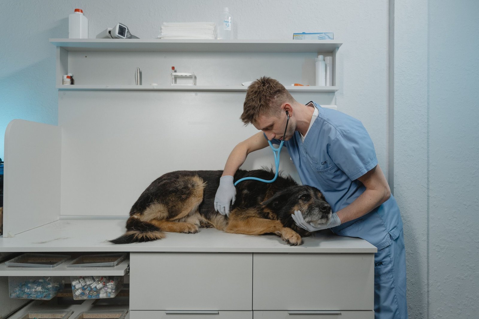 problemas gastrointestinales perros gatos vomitos diarrea tratamiento 2026