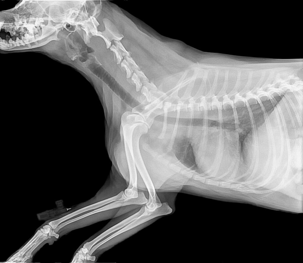 Enfermedades más comunes en perros y gatos: guía completa de salud veterinaria (2026) Osteoartritis en perros