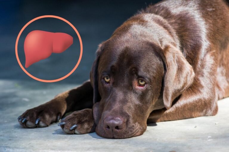 Problemas Hepáticos en perritos