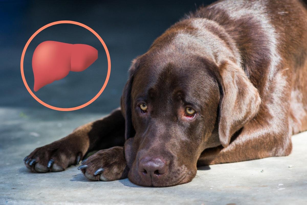Problemas Hepáticos en perritos