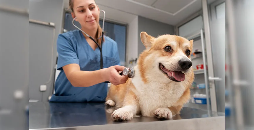 Cáncer en perros y gatos: síntomas, diagnóstico y opciones de tratamiento en 2026 Veterinaria Oncológica