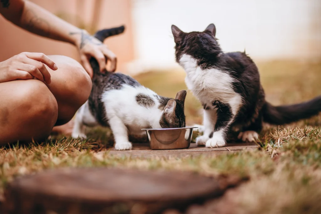 Gatitos comiendo
