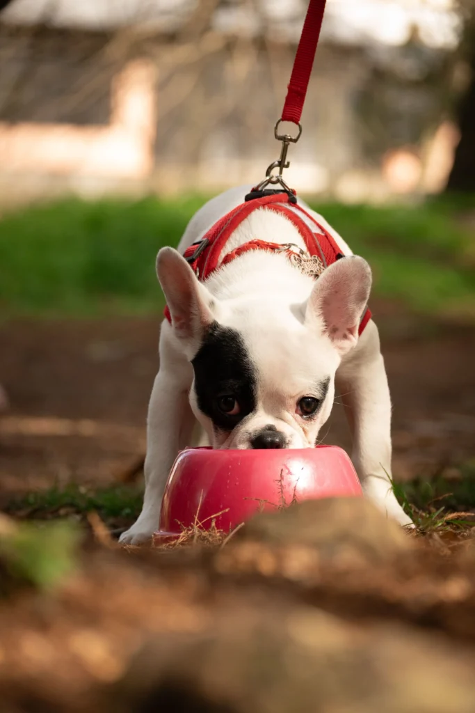 Cachorro alimentándose