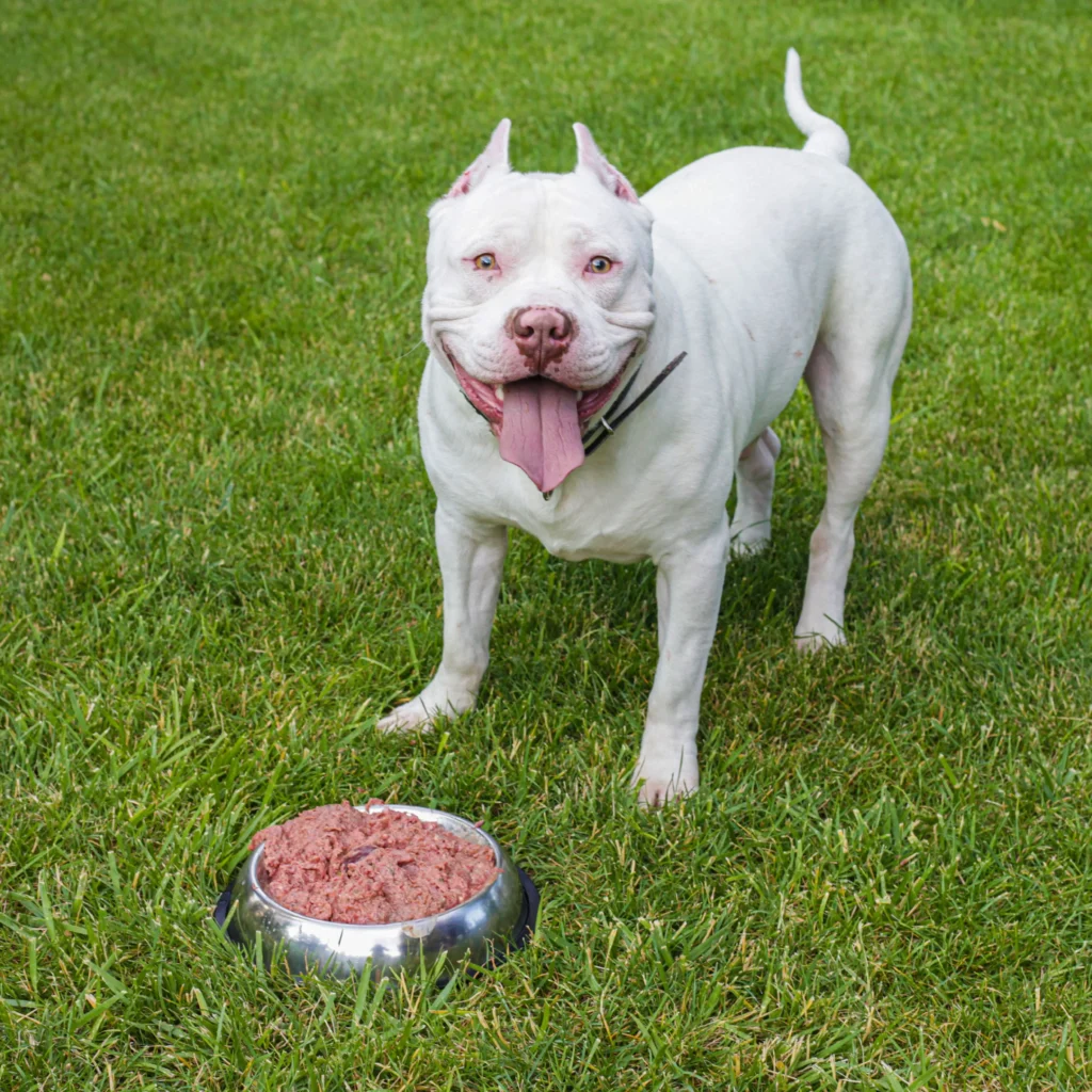 Alimento para pitbull